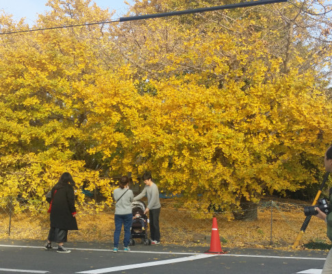 紅葉ですね(*´▽｀*)